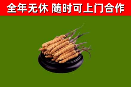 延平回收散虫草