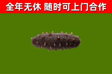 延平回收海参干